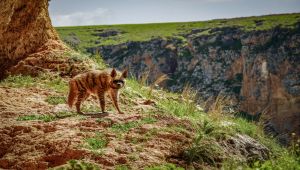 Adıyaman'da Çizgili Sırtlan Doğa Sevenler Tarafından Görüntülendi