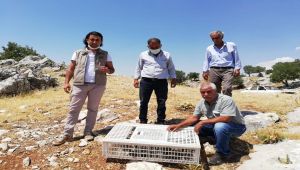 Adıyaman'da doğaya keklik bırakıldı - Videolu Haber