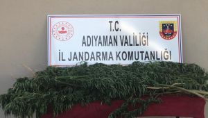 Adıyaman'da kenevir operasyonu: 1 gözaltı