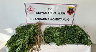 Adıyaman'da kenevire 3 gözaltı
