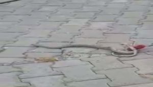 Adıyaman’da klima borusundan yılan çıktı
