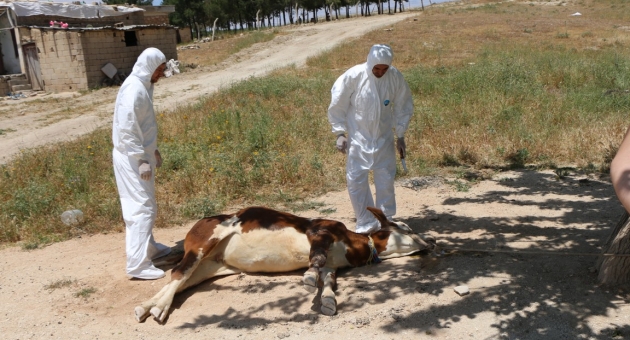 Adıyaman'da Köyde Kuduz Karantinası - Videolu Haber