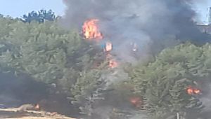 Adıyaman’da orman yangını - Videolu Haber