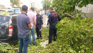 Adıyaman'da Şiddetli Rüzgar Ağaçları Devirdi
