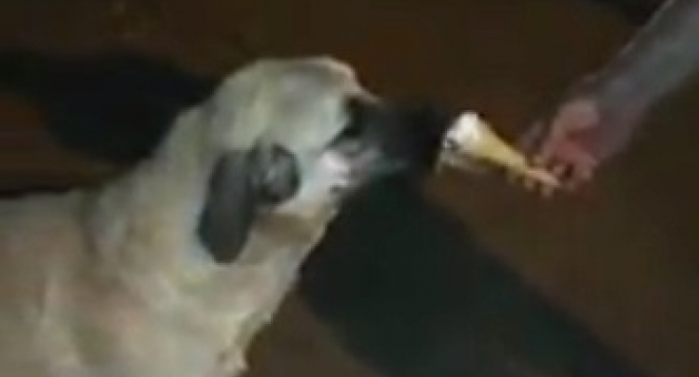 Adıyaman’da Sokak Köpeğini Dondurma İle Serinletti