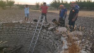 Adıyaman’da su kuyusuna köpek kurtarma operasyonu