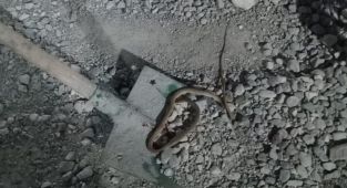 Adıyaman’da yılan paniği: Konteyner kentte yılan görüldü, vatandaşlar uyarıldı