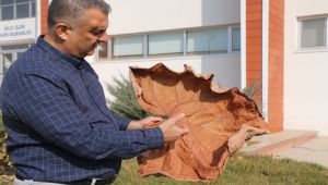 Adıyaman'dan bilim dünyasına yeni bir bitki türü eklendi
