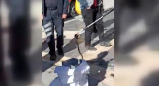 Adıyaman İtfaiyesi'nin yılan mesaisi - Videolu Haber