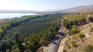 Alternatif Ürün Hurma'da 16 Bin Ton Rekolte Bekleniyor