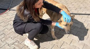 Ambulansın çarptığı K9 köpeği sağlığına kavuştu