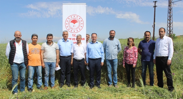 Anıza Doğrudan Ekim Çalışmaları