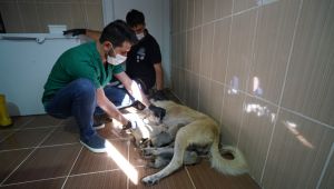 Annelerini kaybeden yavru köpekler süt anneyle hayata tutundu