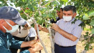 Antepfıstığı üreticisinin yüzü gülecek