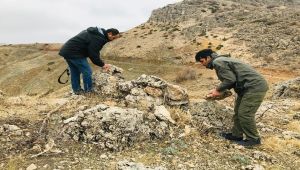 Avcıların kurduğu tuzaklar bozuluyor - Videolu Haber