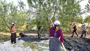 Badem diyarı Adıyaman’da hasat başladı