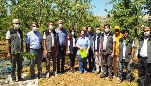 Badem diyarı Kahta'da hasat dönemi