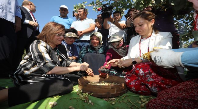 Barak Ovası’nda Fıstık Hasadı Yapıldı