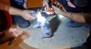 Başı boruya sıkışan yavru kedi kurtarıldı - Videolu Haber