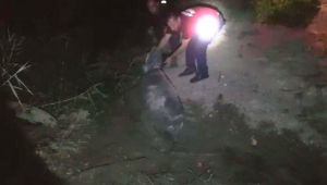 Bataklığa saplanan eşek kurtarıldı - Videolu Haber
