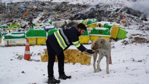 Belediye Ekipleri Sokak Hayvanlarına Yem Bıraktı