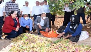 Besni'de 'Antep Fıstığı' hasadı başladı