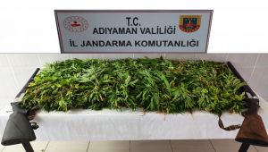 Besni’de fıstık tarlasında kenevir ve tüfek ele geçirildi