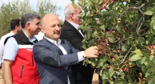 Besni'de fıstık ve badem hasadı düzenlendi