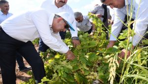 Besni'de geleneksel bağbozumu başladı