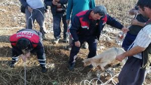 Besni'de Kuyuya Düşen Koyunları İtfaiye Kurtardı