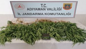 Besni'de sazlık alanda kenevir operasyonu: 2 gözaltı