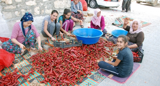 Besnililerin Salçalık Biber Telaşı