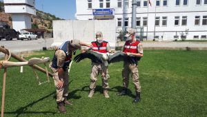 Bitkin düşen leyleğe vatandaşlar sahip çıtı
