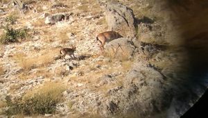 Biyolojik çeşitlilik izleme çalışmaları başladı - Videolu Haber