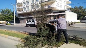 Bulvarlarda ağaçlara trafik düzenlemesi