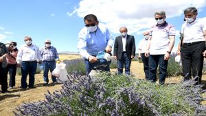 Büyükşehir’in desteğiyle lavanta üretimi yapılıyor