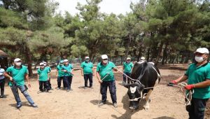 Büyükşehir kurban yakalama timi bayrama hazır - Videolu Haber