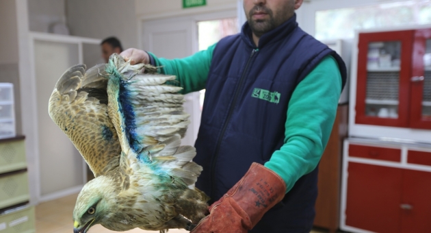 Büyükşehir, Yabani Hayvanlar İçin Hastane Kurdu