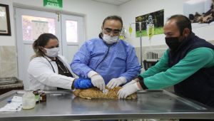 Büyükşehir yaralı kediye nefes oldu