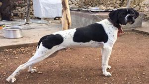 Çalınan av köpeğini bulana para ödülü