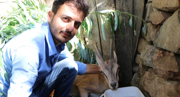 Çiftçiler Dağda Buldukları Hasta Dağ Keçisini Sırtlarında Taşıyarak Köye Getirdiler