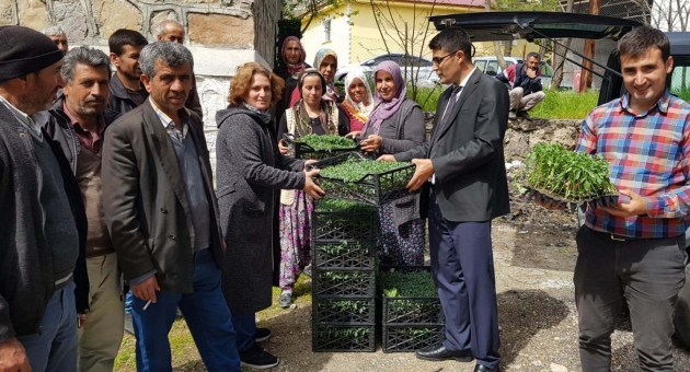 Çiftçilere Domates Fidesi Ve Hıyar Tohumu Dağıtıldı