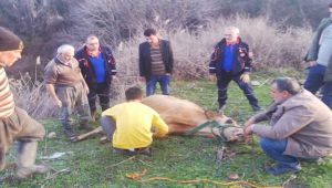 Çukura düşen inek AFAD ekipleri tarafından kurtarıldı