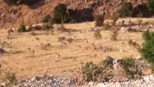 Dağ Keçileri, Amatör Kamera Tarafından Görüntülendi