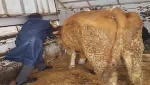 Depremde Göçük Altında Kalan Hayvanlar Tedavi Edildi