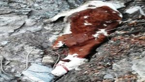 Dere yatağına düşen inek kurtarıldı