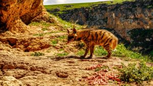 Doğa Fotoğrafçısı Gürbüz, Nesli Tükenen Çizgili Sırtlanı Görüntüledi - Videolu Haber