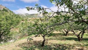Dolu Yağışı Fıstık Bahçelerine Zarar Verdi