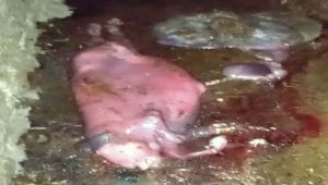 Domuz kafasını andıran buzağı ölü doğdu