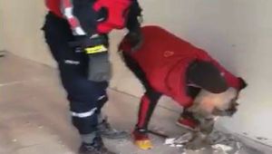 Duvar arasına sıkışan köpeği itfaiye ekipleri kurtardı - Videolu Haber